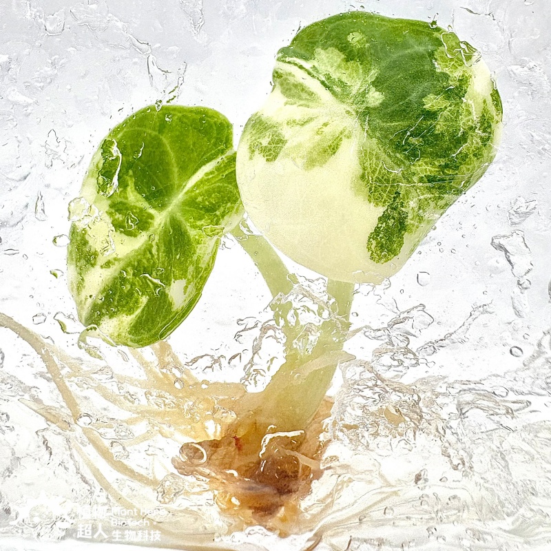 PlantHero
