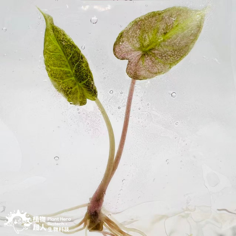 PlantHero