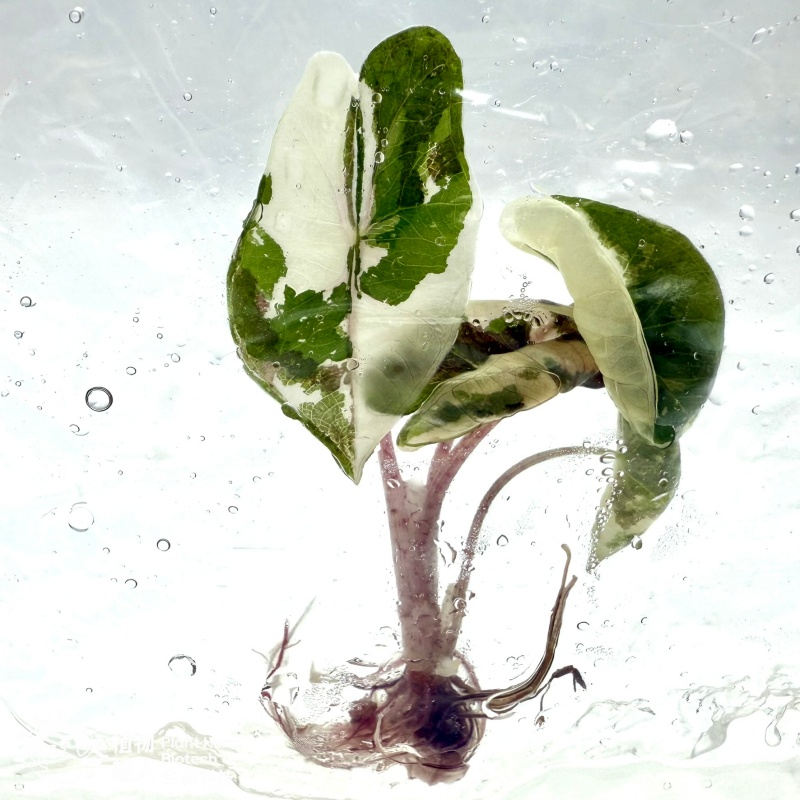 PlantHero