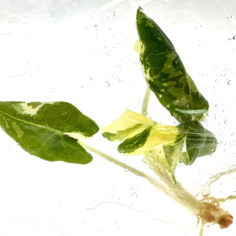 PlantHero