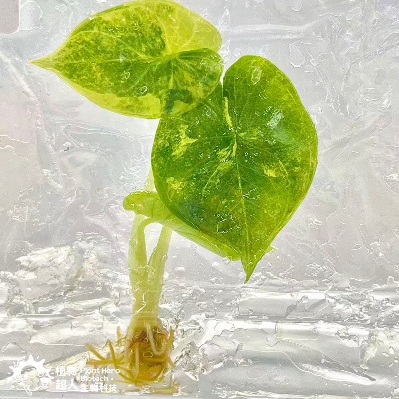 PlantHero