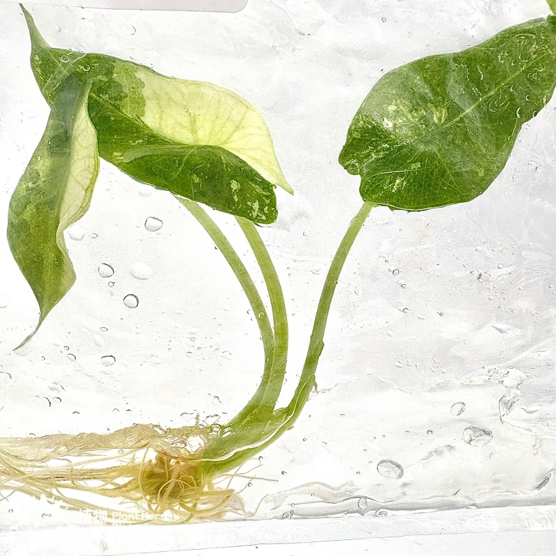PlantHero