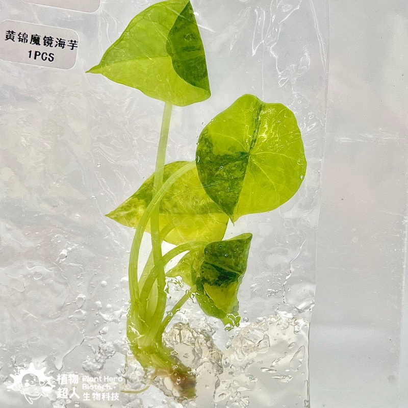 PlantHero