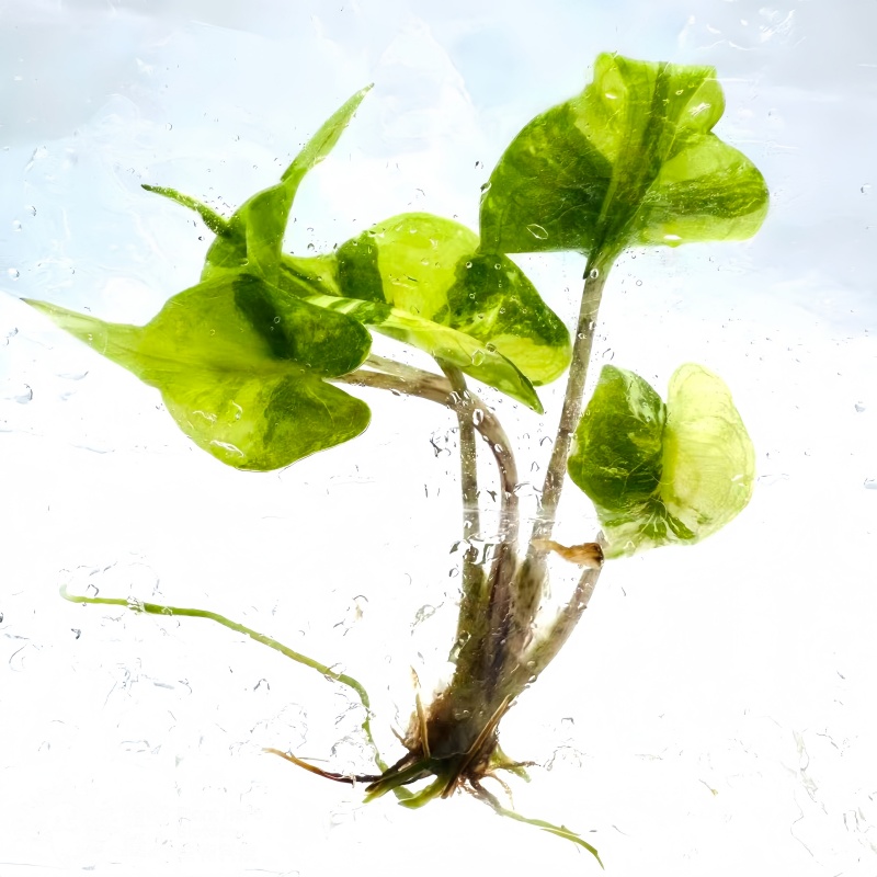 PlantHero
