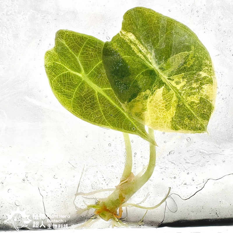 PlantHero