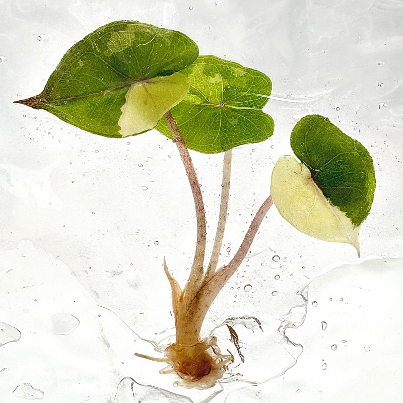 PlantHero