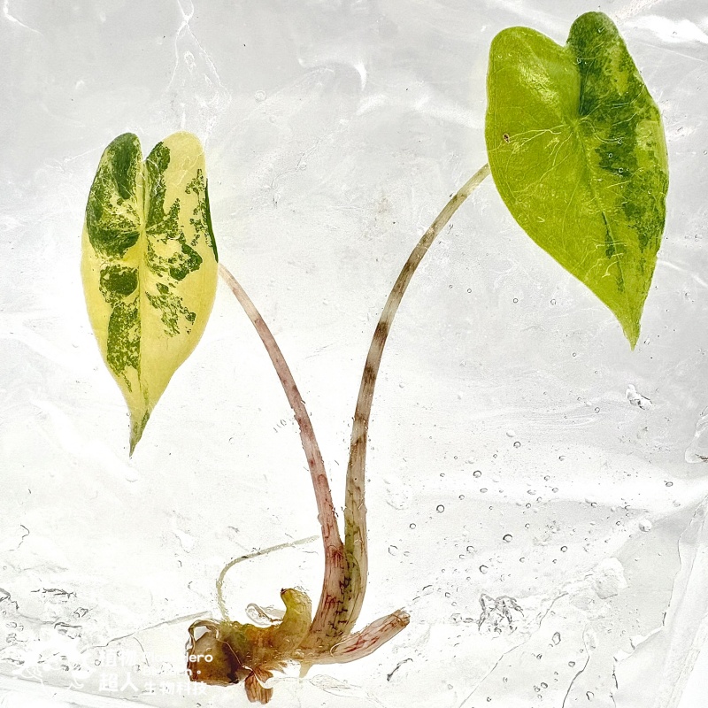 PlantHero
