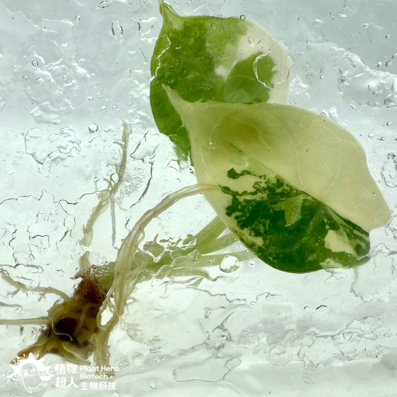 PlantHero