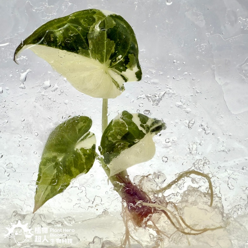 PlantHero