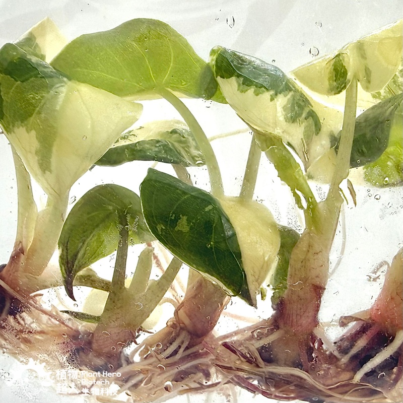 PlantHero