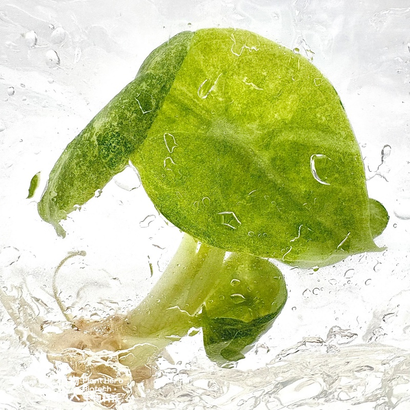 PlantHero
