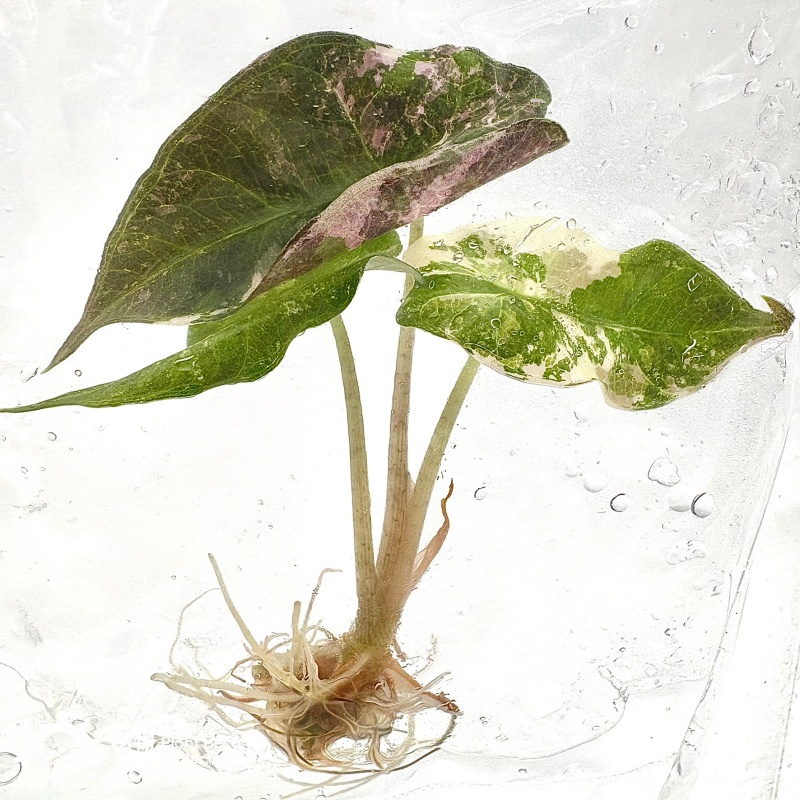 PlantHero