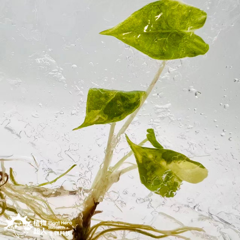 PlantHero