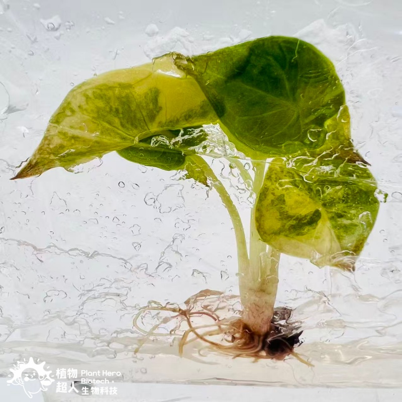 PlantHero