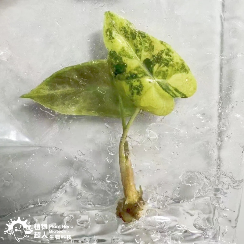 PlantHero