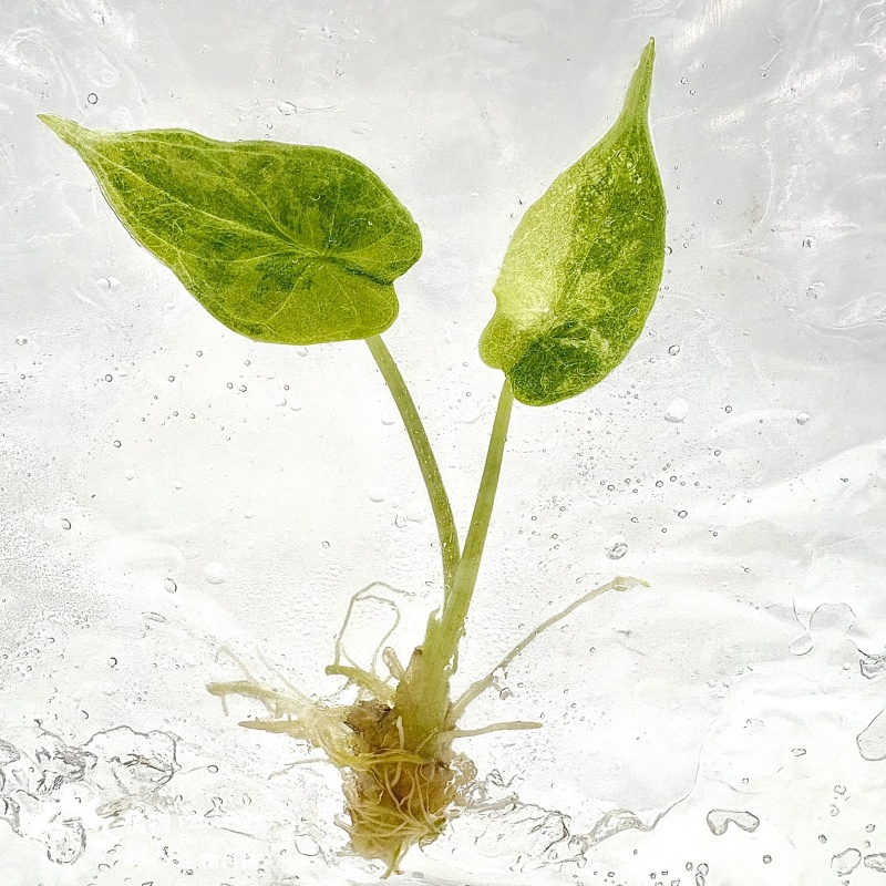 PlantHero