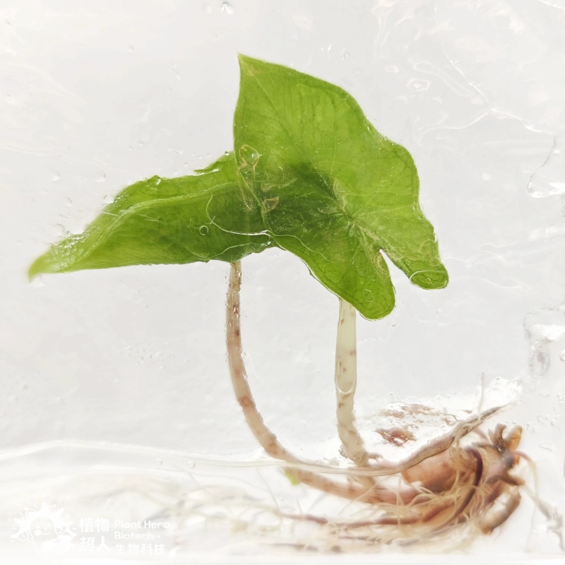 PlantHero