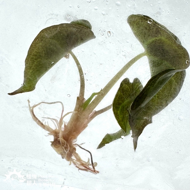PlantHero