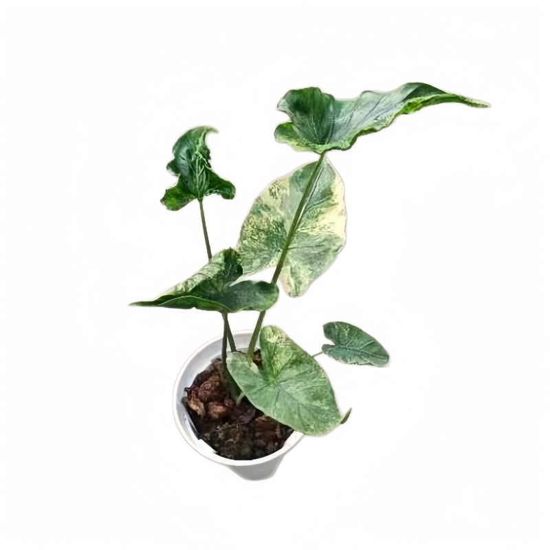 PlantHero