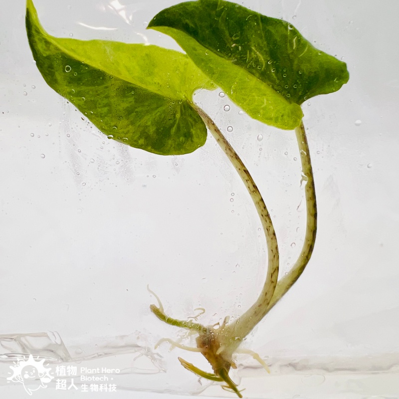 PlantHero