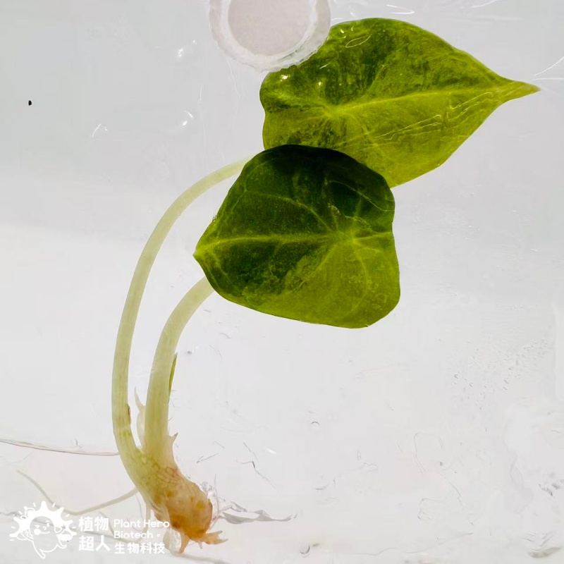 PlantHero