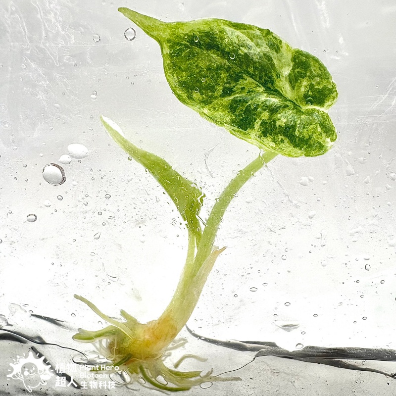 PlantHero