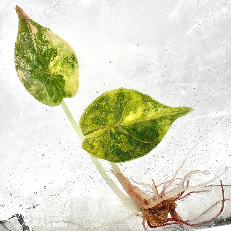 PlantHero