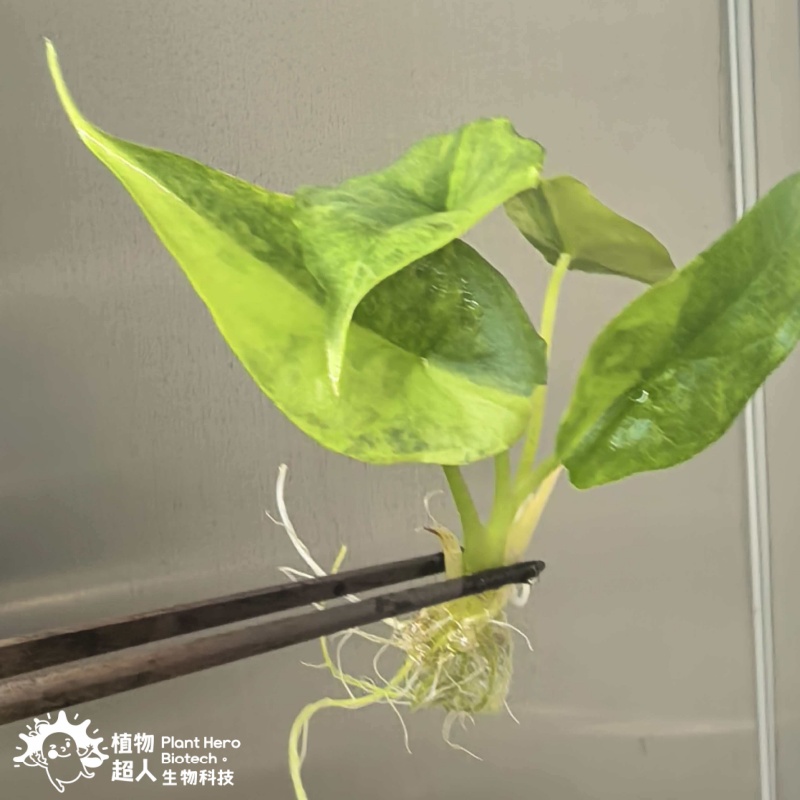 PlantHero