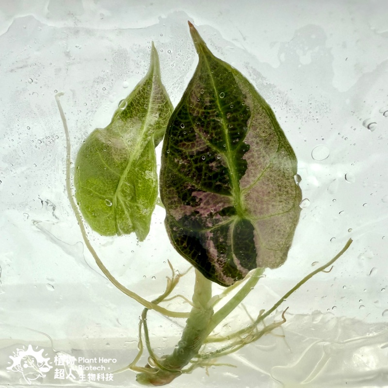 PlantHero