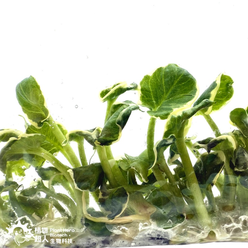 PlantHero