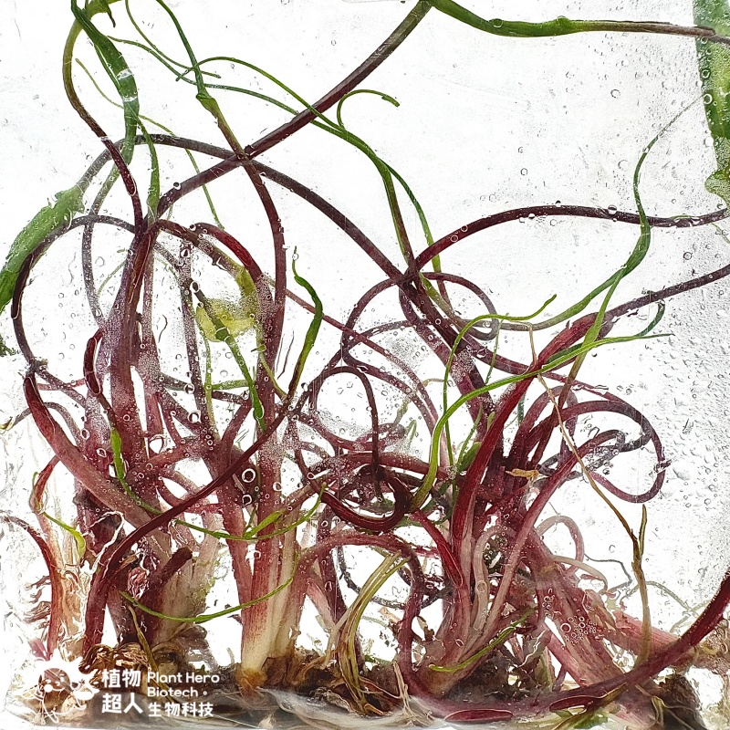 PlantHero