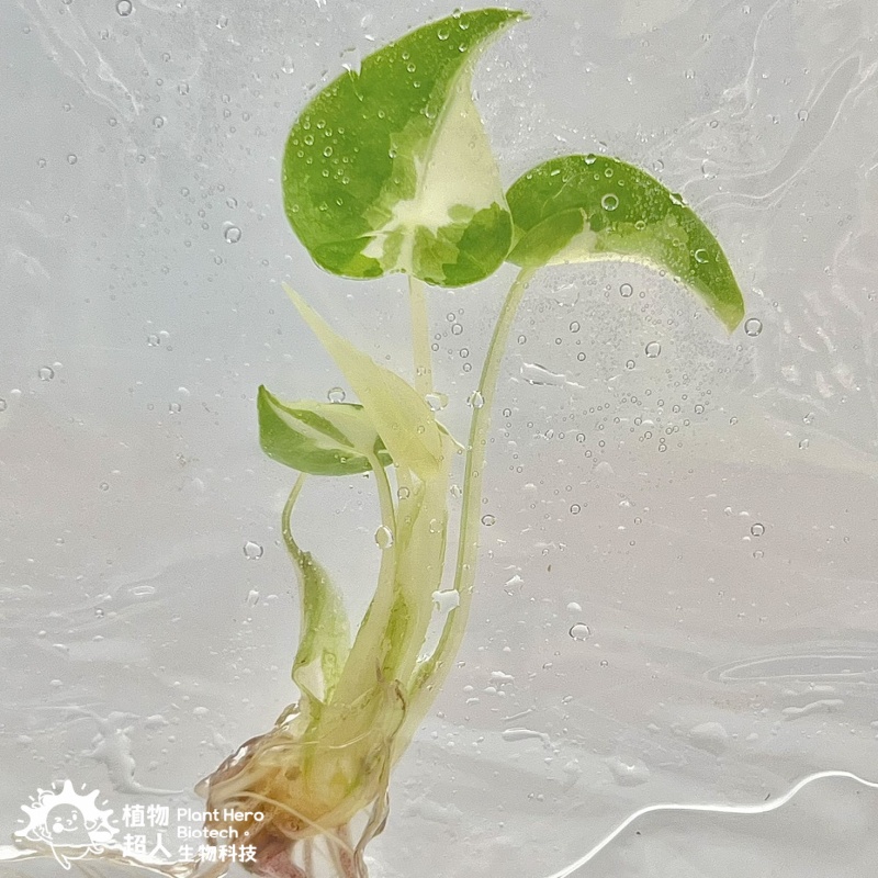 PlantHero