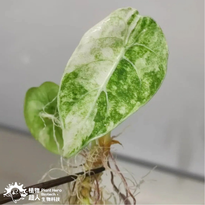 PlantHero