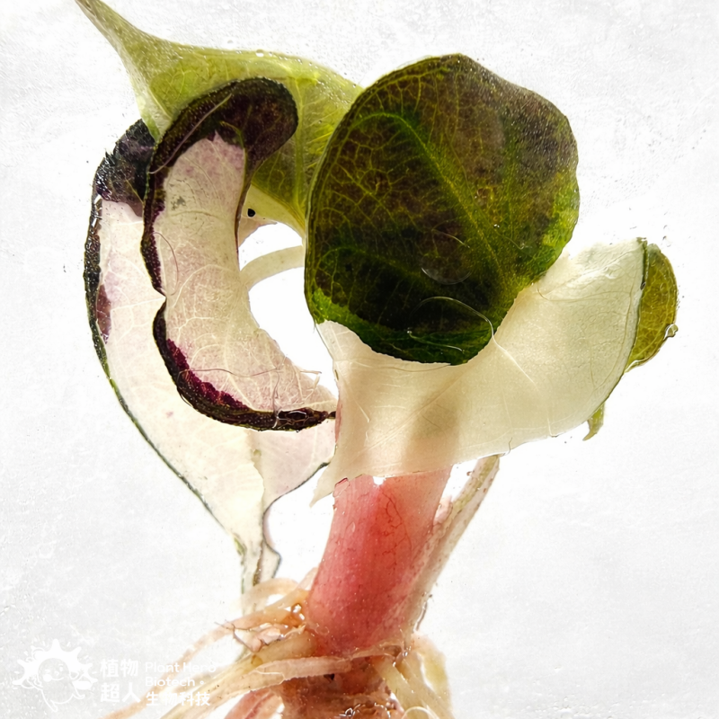 PlantHero