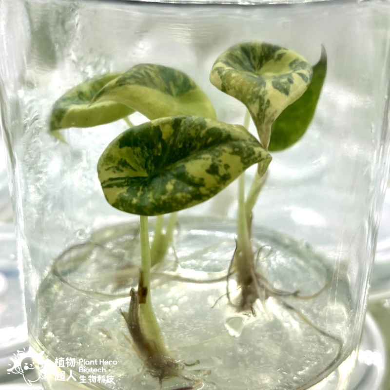 PlantHero