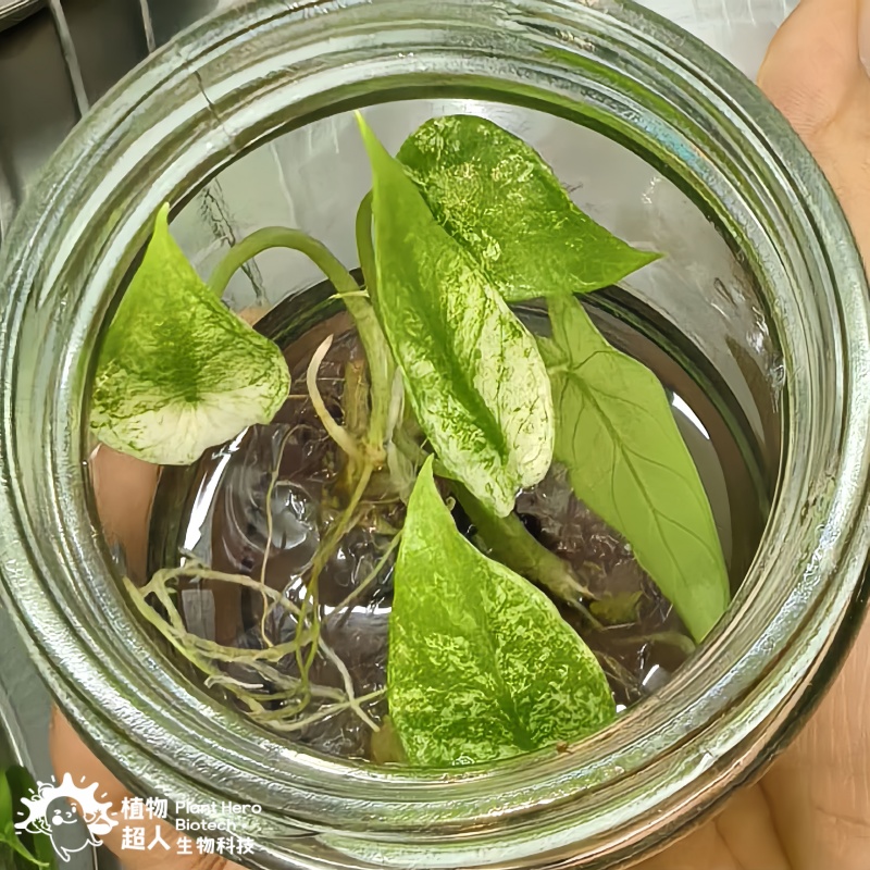 PlantHero