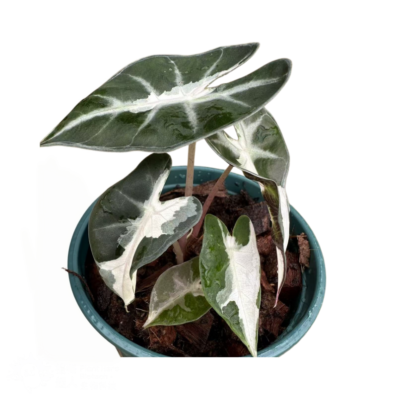 PlantHero
