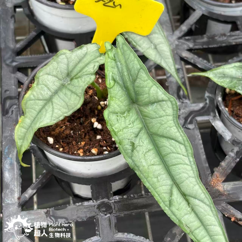 PlantHero