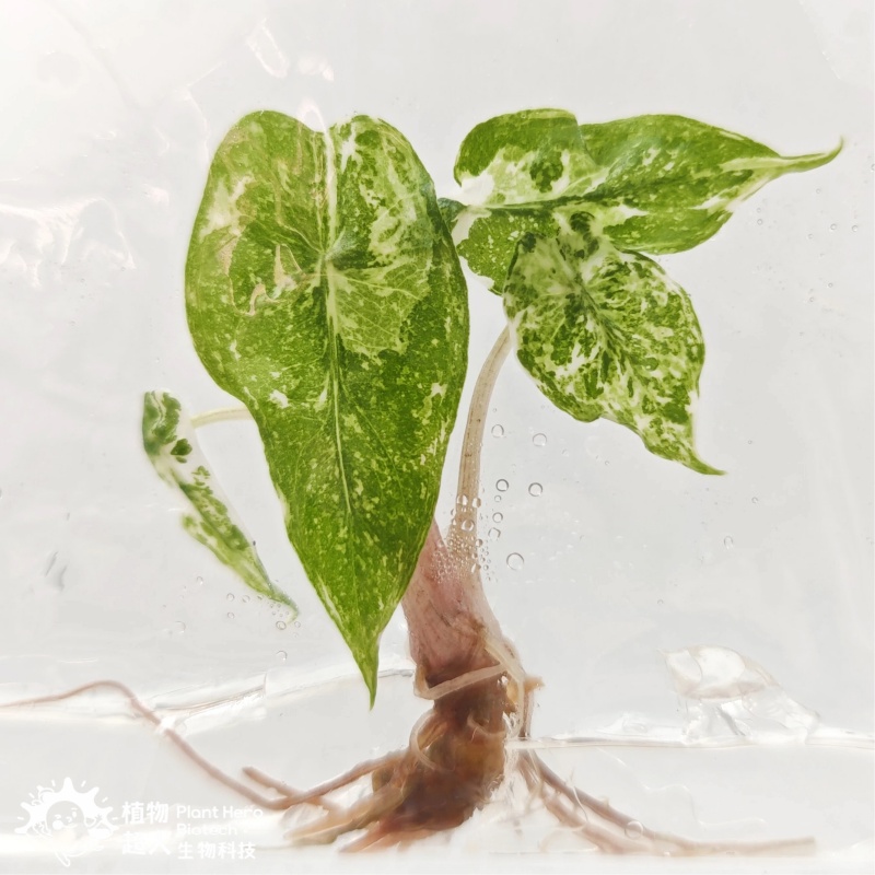 PlantHero