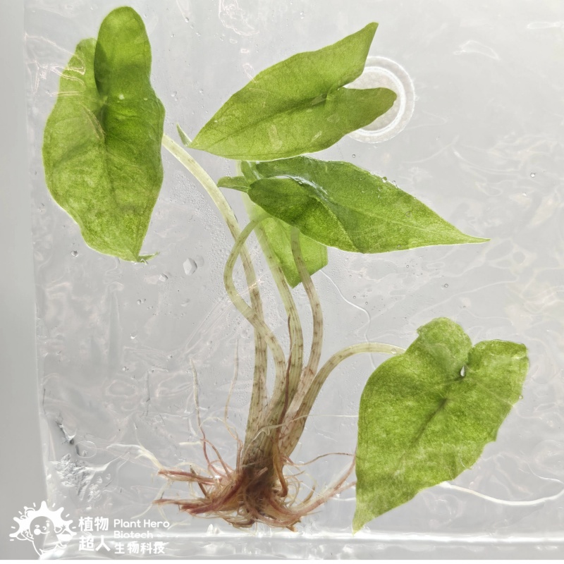 PlantHero