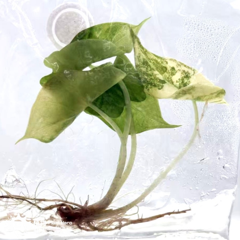 PlantHero