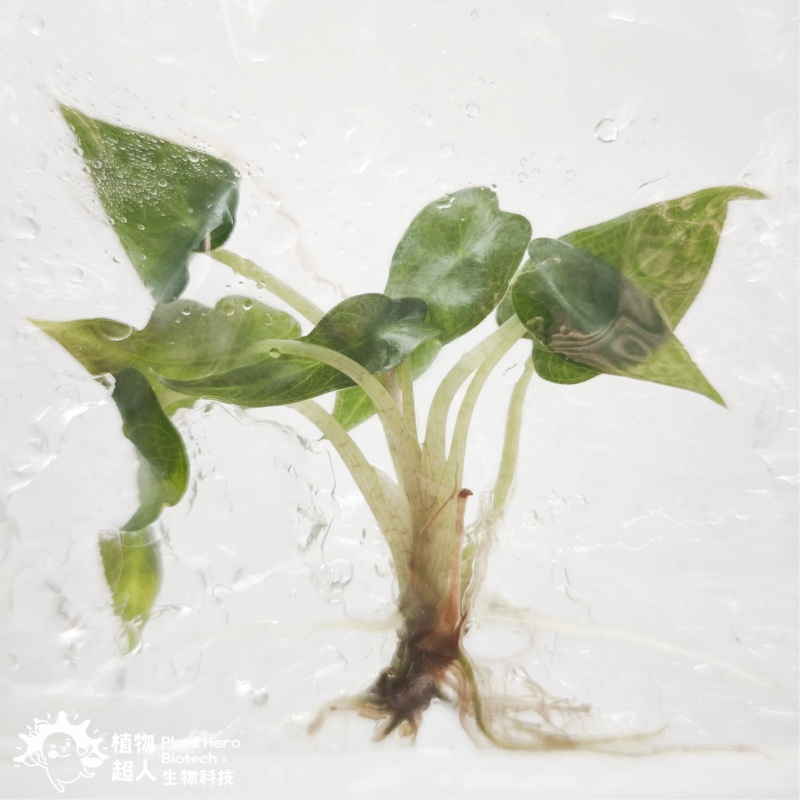 PlantHero