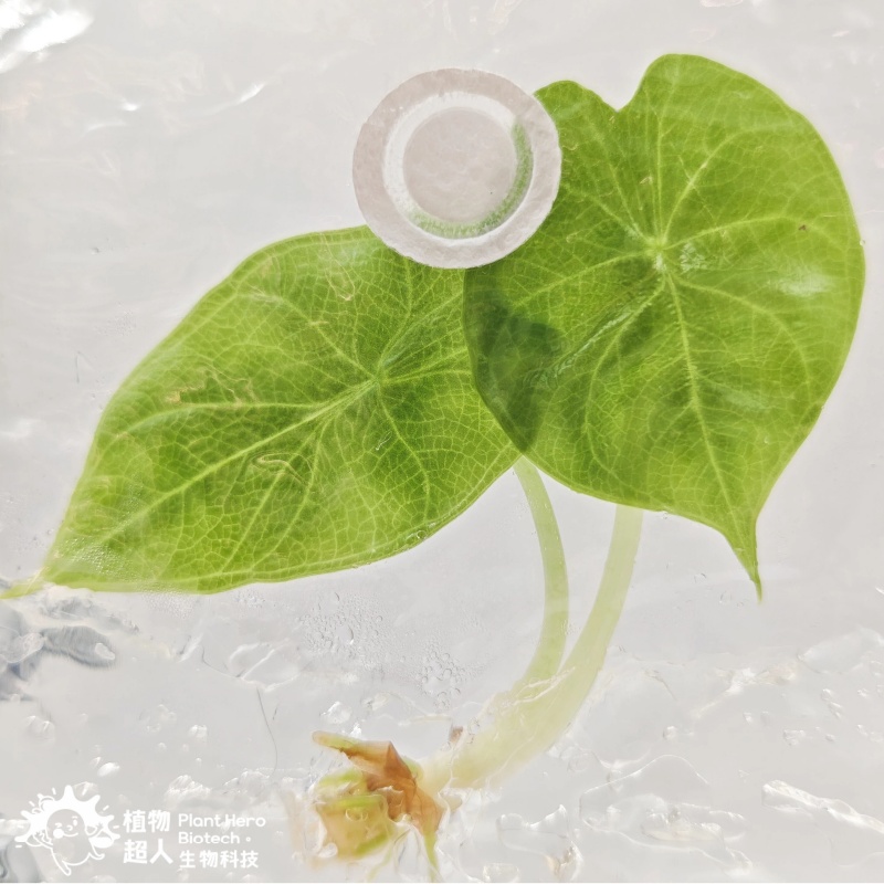 PlantHero