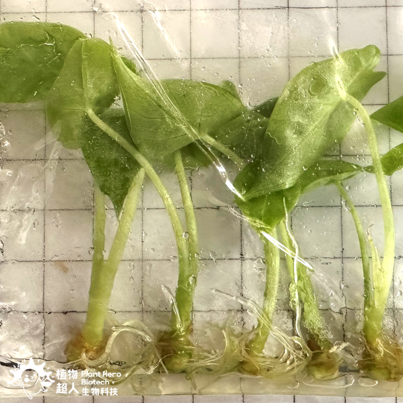 PlantHero