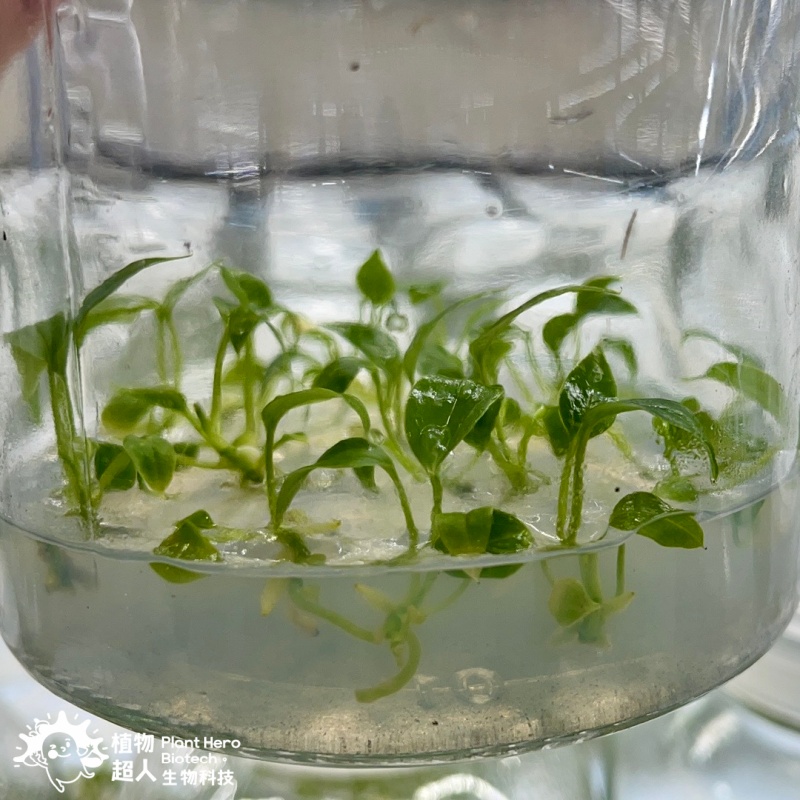 PlantHero