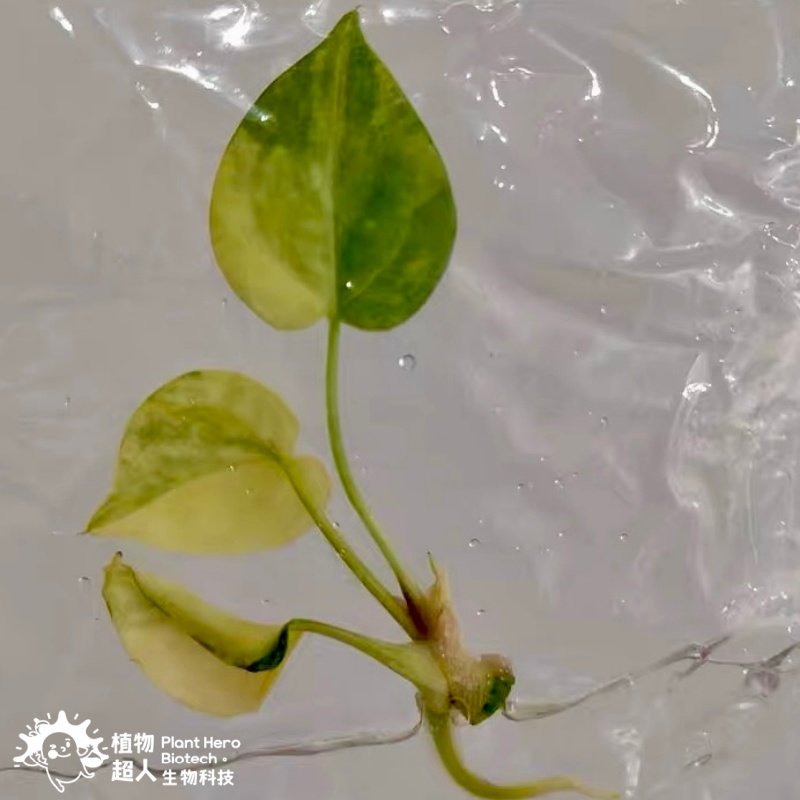 PlantHero