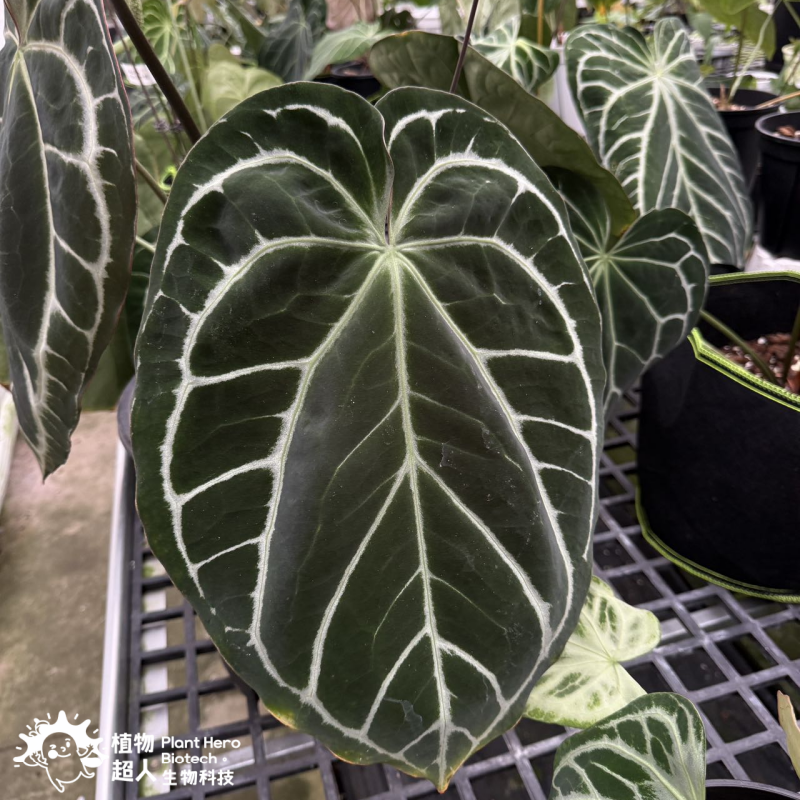 PlantHero