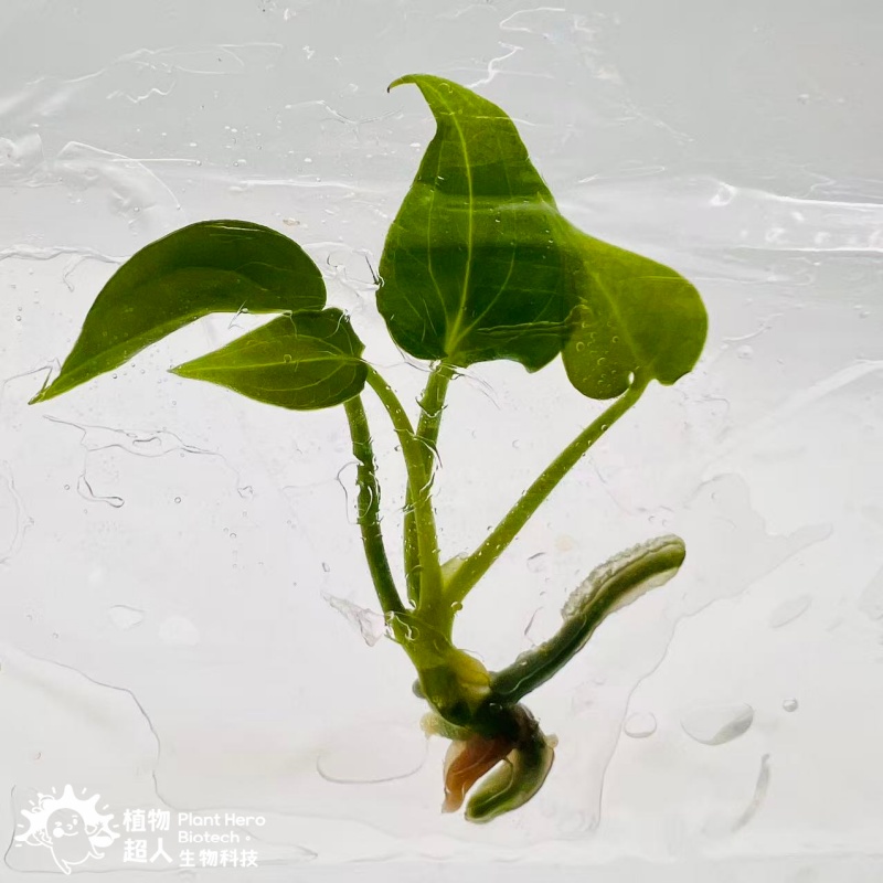 PlantHero