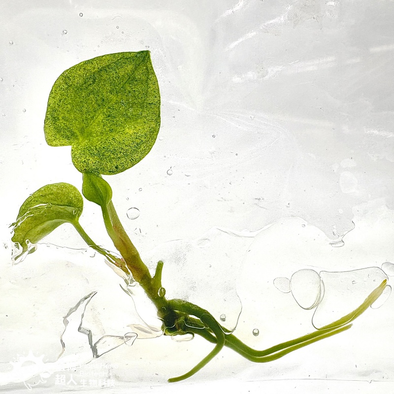 PlantHero
