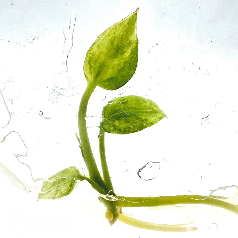 PlantHero